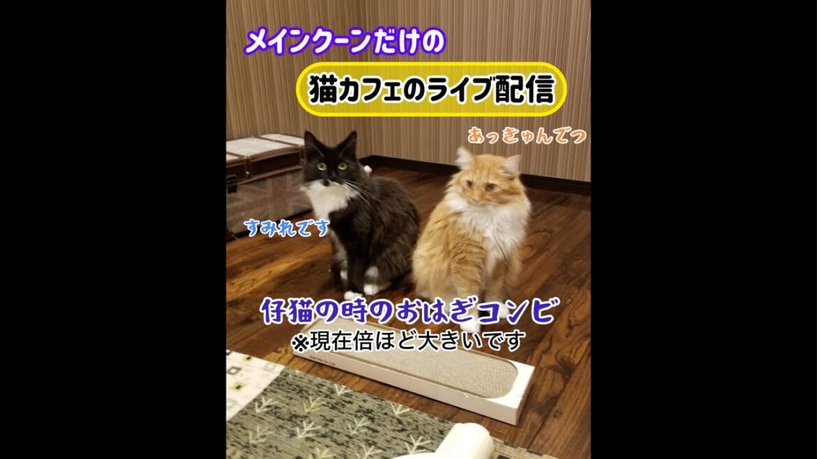 20260615メインクーンだけの【猫カフェのライブ配信】#cat #cooncat #mainecat #もふもふ 20260615メインクーンだけの【猫カフェのライブ配信】#cat #cooncat #mainecat #もふもふ
