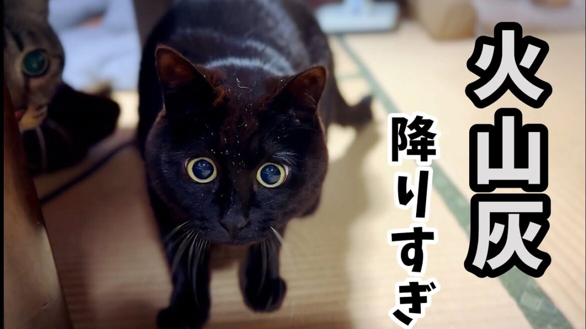 大量の火山灰が降った日の犬猫たち🌋 A Day of Heavy Volcanic Ashfall 大量の火山灰が降った日の犬猫たち🌋 A Day of Heavy Volcanic Ashfall