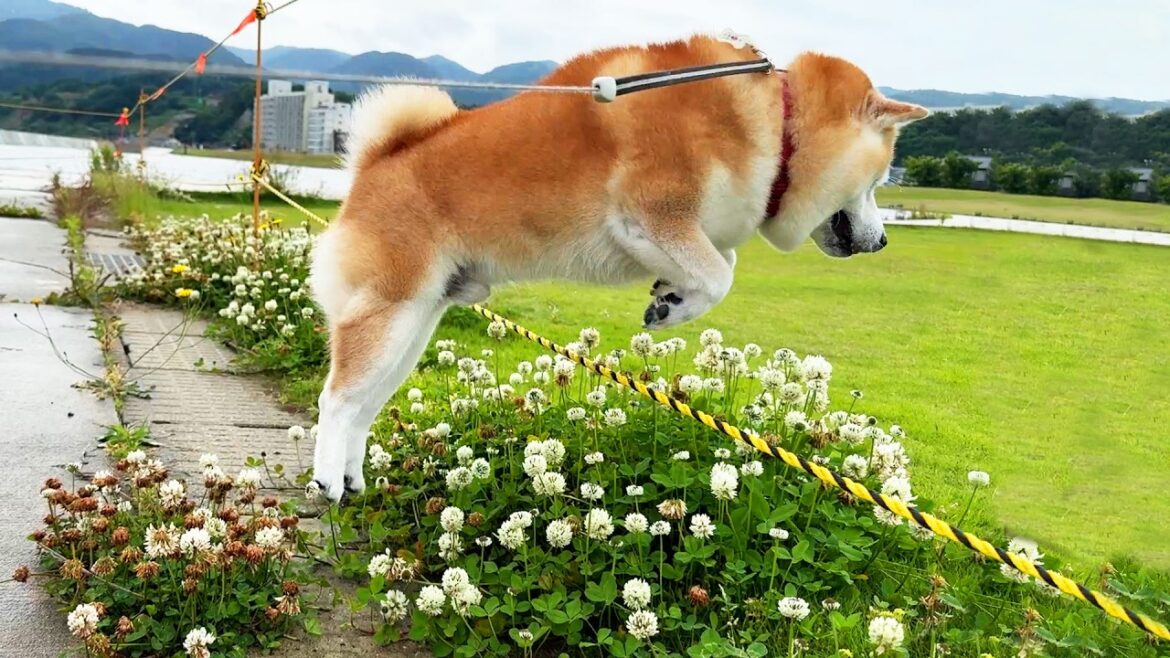 前世イルカだった可能性が急浮上する柴犬