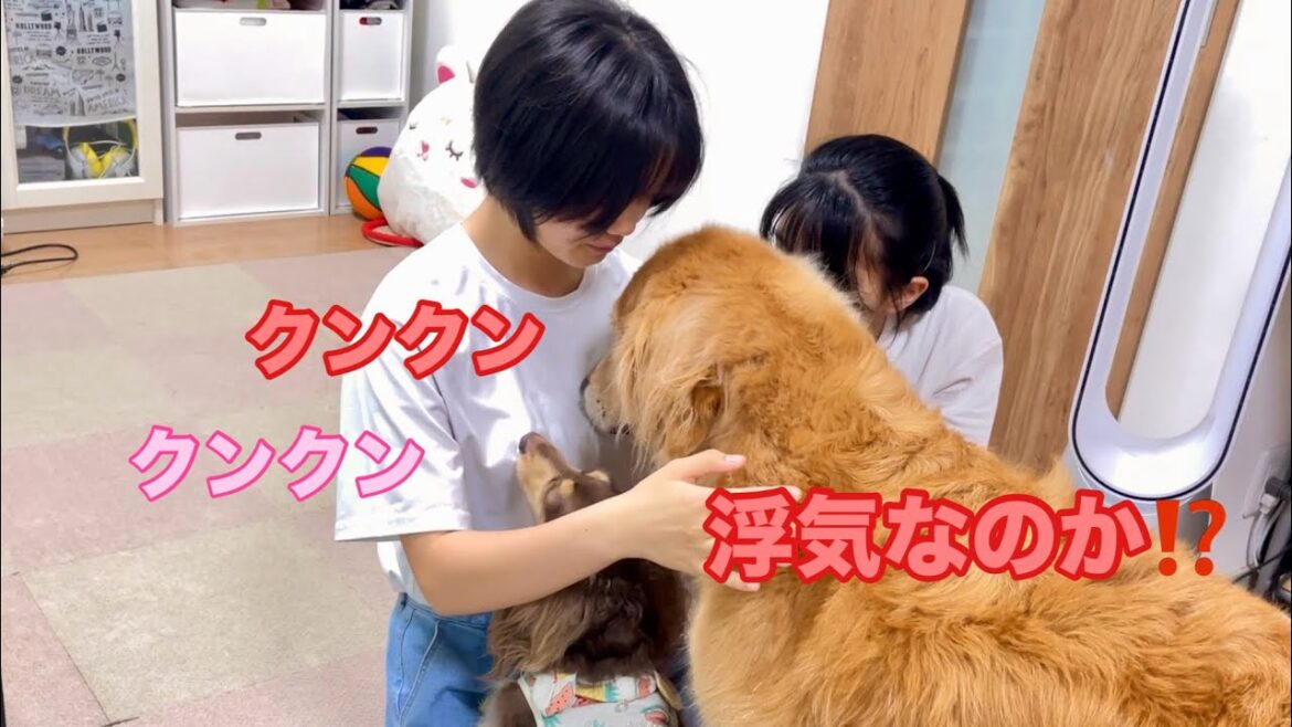 別犬と浮気してきた姉妹をもはや他人のように扱う大型犬クッキー【ゴールデンレトリバーとミニチュアダックスフンド】