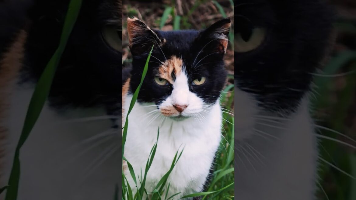 今日もひとりでご飯を待つ三毛猫 #捨て猫