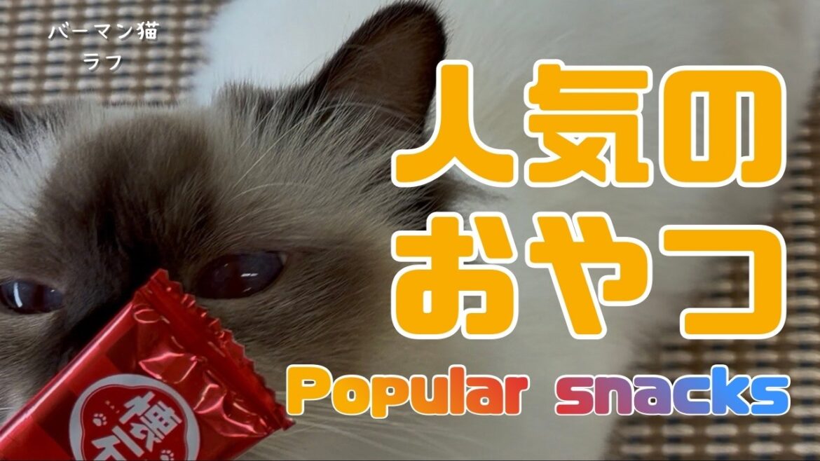 バーマン猫ラフ【人気のおやつ】Popular snacks（バーマン猫）Birman/Cat