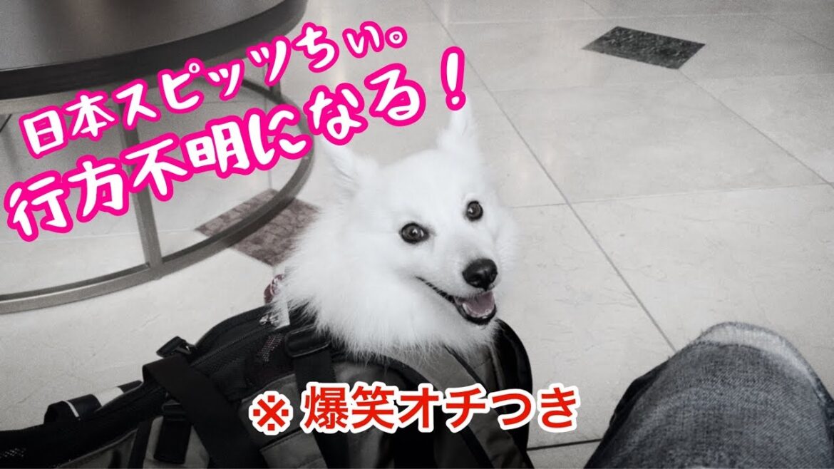 【神隠し?】旅行中のホテルで行方不明になる日本スピッツちぃ。/ Japanese Spitz is missing in a hotel room. 【神隠し?】旅行中のホテルで行方不明になる日本スピッツちぃ。/ Japanese Spitz is missing in a hotel room.