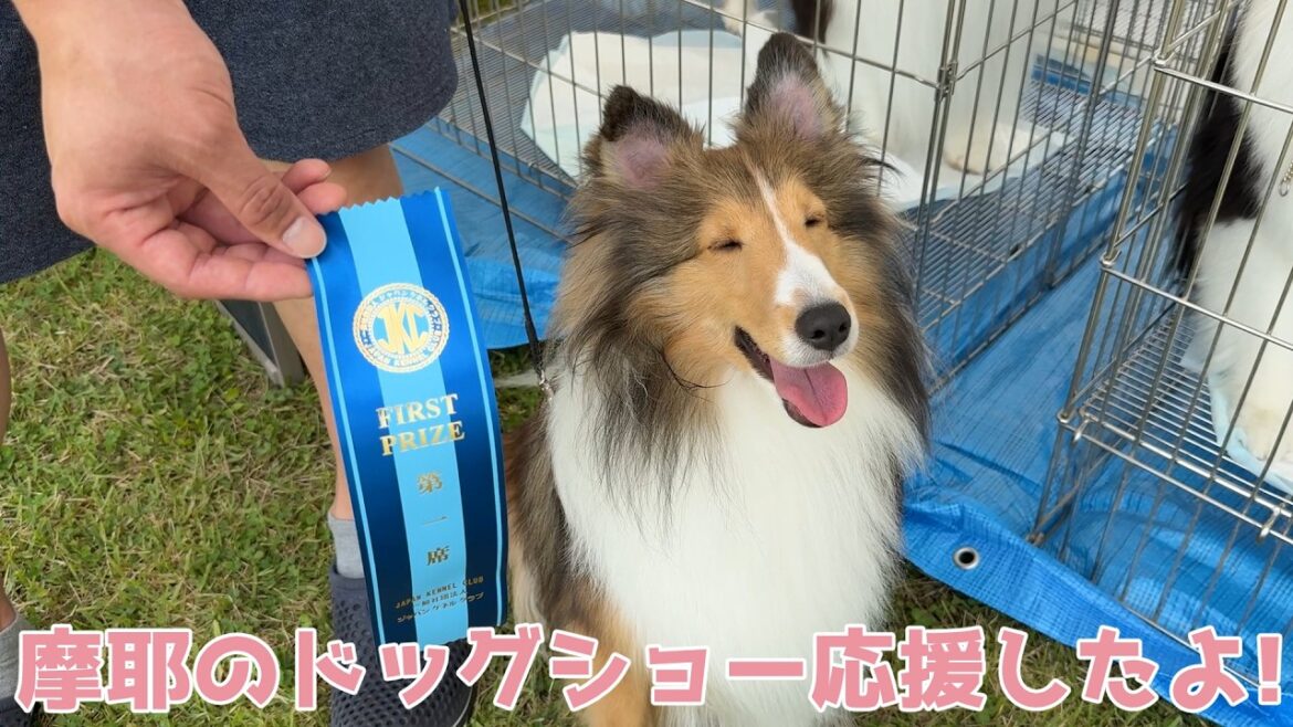 【シェルティ】摩耶のドッグショー応援したよ✨【おめでとう】 【シェルティ】摩耶のドッグショー応援したよ✨【おめでとう】