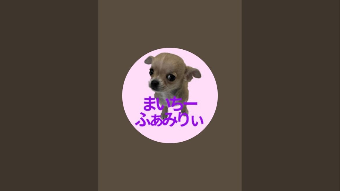 チワワ(スムチーず)定点ライブ2026.6.25お手入れ チワワ(スムチーず)定点ライブ2026.6.25お手入れ