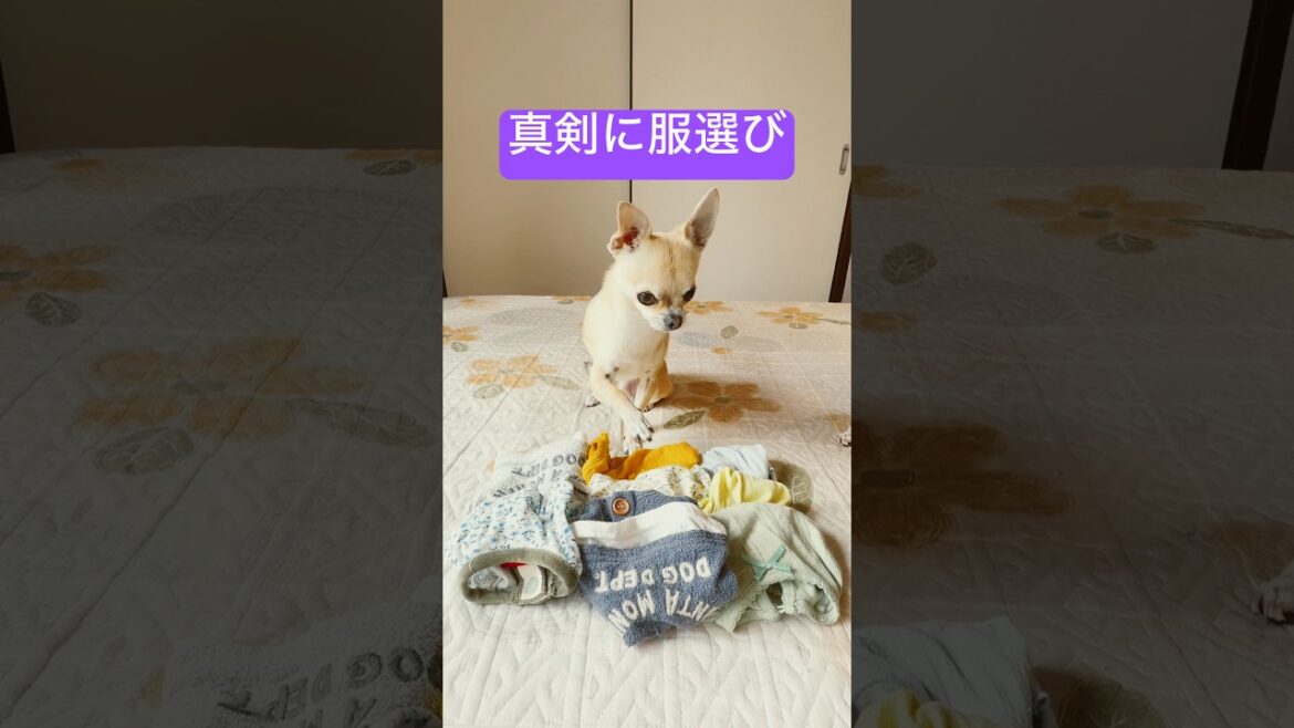 【チワワの自前コーデ】肌寒い台風の日の服 #shorts #チワワ #スムチーず 【チワワの自前コーデ】肌寒い台風の日の服 #shorts #チワワ #スムチーず