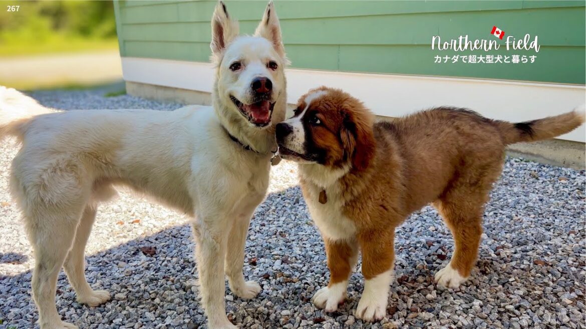 超大型犬パピーのヘンテコ成長期|初めての犬友だち 超大型犬パピーのヘンテコ成長期|初めての犬友だち