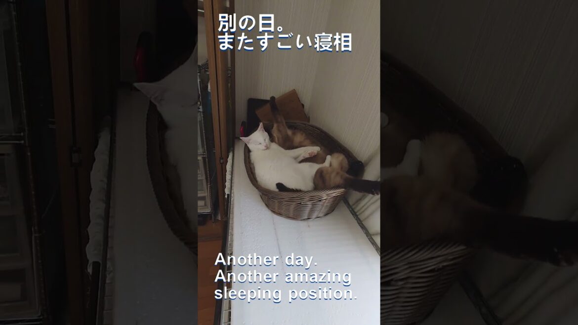 謎の寝相のシャムミックス-A Siamese mix with a mysterious sleeping position.-　#保護猫　#猫多頭飼い　#シャムミックス