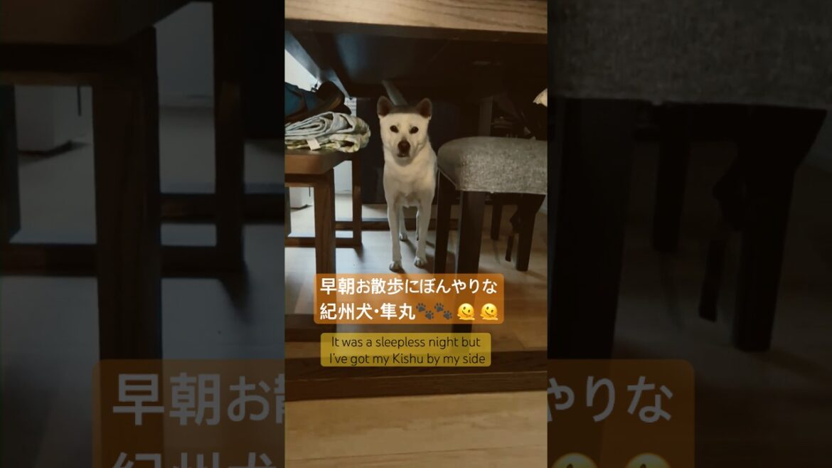 紀州犬・隼丸と眠れなかった飼い主｜A Sleepless Night But with My Kishu Aside