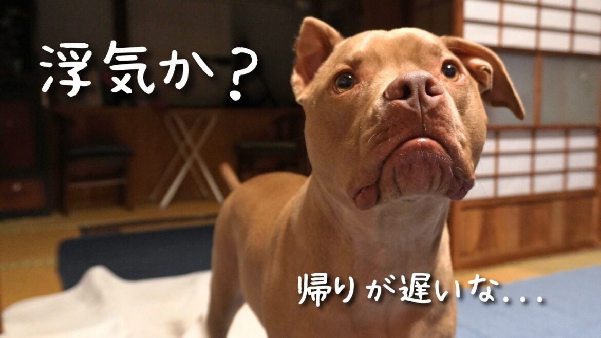 帰宅した主を待ち受けるピットブルが毎日欠かさず行う珍しいルーティーンが楽し過ぎた😂 帰宅した主を待ち受けるピットブルが毎日欠かさず行う珍しいルーティーンが楽し過ぎた😂