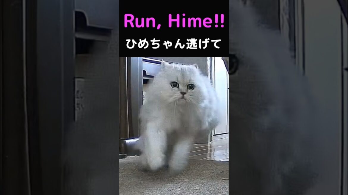 パパが出かけた瞬間、家中パニック！？😂🐱#ペルシャ猫#猫#猫動画#猫ショート#多頭飼い#猫のいる暮らし#マリーちゃん#ひめちゃん#ぎんちゃん#猫好き#可愛い猫#ふわふわ猫#癒し猫#猫の日常