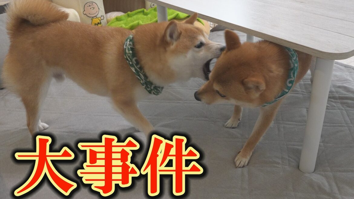 ずっと不仲だった兄柴犬と弟柴犬の間に、想像もしなかったことが起きました。