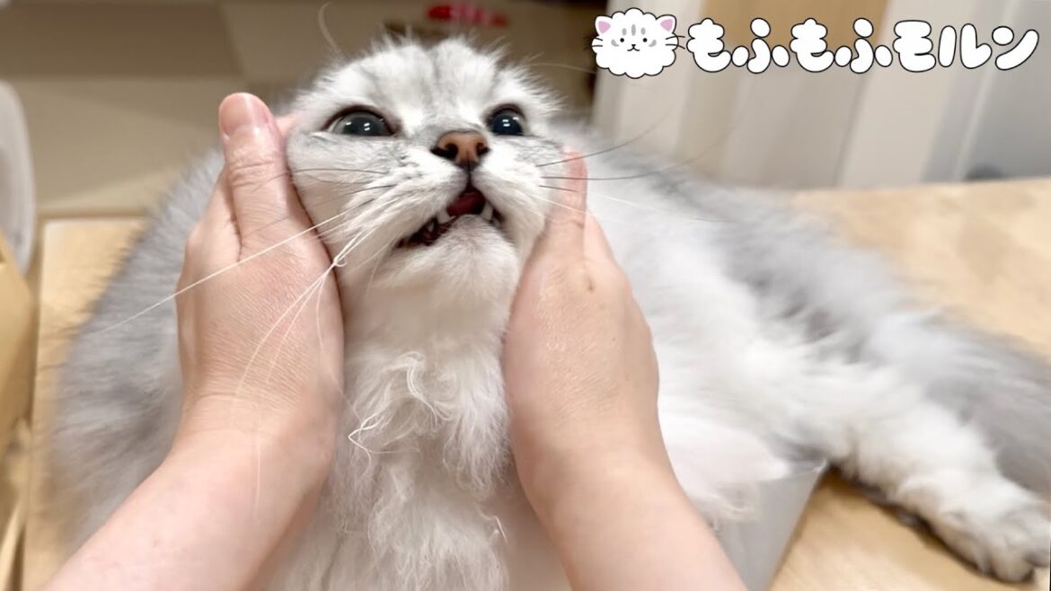 猫のフェイスマッサージをした結果… 【サイベリアン】