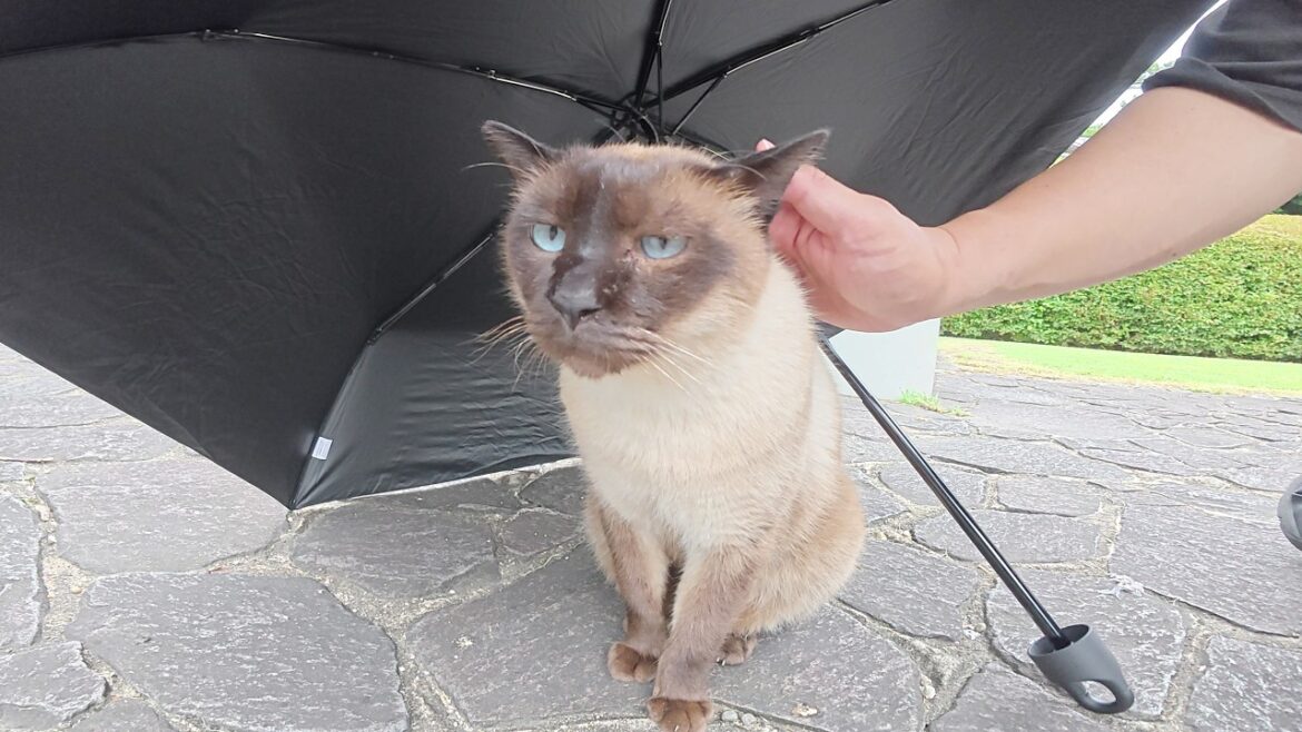 先に帰ったお友達を待つシャム猫ちゃんに傘を貸してあげる 先に帰ったお友達を待つシャム猫ちゃんに傘を貸してあげる
