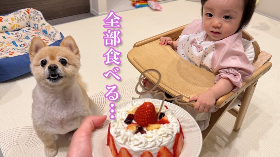 赤ちゃんと一緒のケーキに大興奮のポメラニアンが可愛過ぎました…笑 赤ちゃんと一緒のケーキに大興奮のポメラニアンが可愛過ぎました…笑