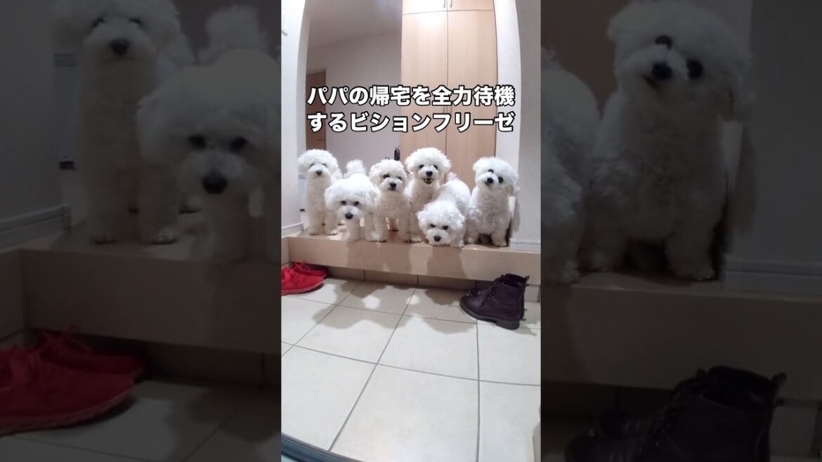 パパからの帰るよコールで一斉に玄関に集まったビションフリーゼたち #ビションフリーゼ #ビションフリーゼ子犬 #もふもふ犬 #shorts パパからの帰るよコールで一斉に玄関に集まったビションフリーゼたち #ビションフリーゼ #ビションフリーゼ子犬 #もふもふ犬 #shorts