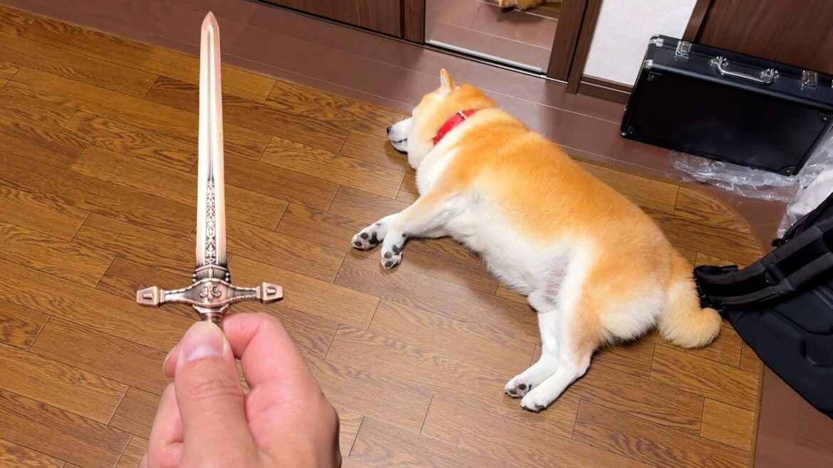 温室育ちの室内犬に、騎士道の厳しさを叩き込んでみた。 温室育ちの室内犬に、騎士道の厳しさを叩き込んでみた。