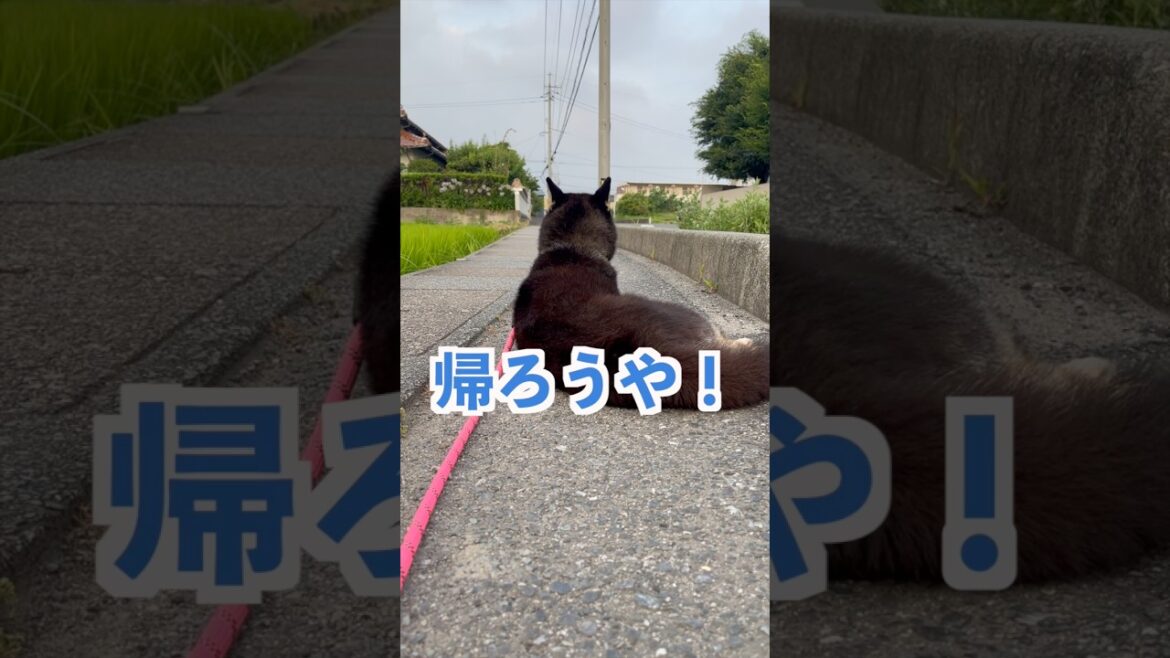 【柴犬】休憩は大事🐶💕 #shiba #柴犬 #黒柴