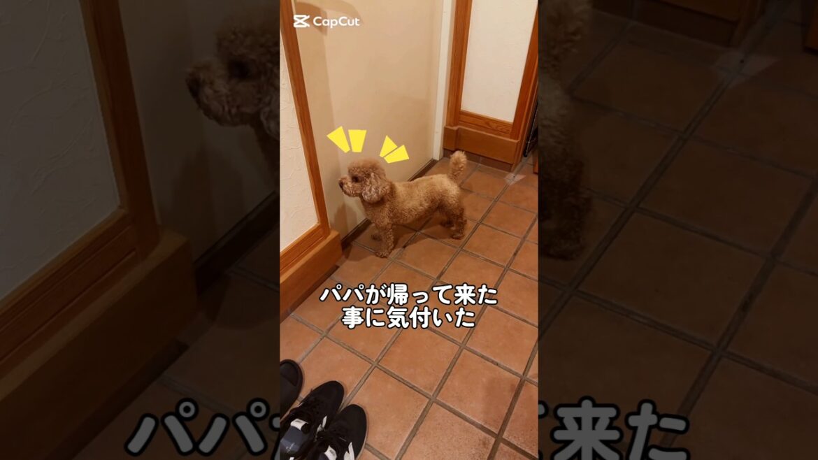 パパが帰宅すると水を飲むトイプードル #トイプードル #mocaチャンねる #元気になる動画 #犬のいる生活 #元気お届け #癒し #応援お願いします #モフモフ犬 #愛犬 #toypoodle