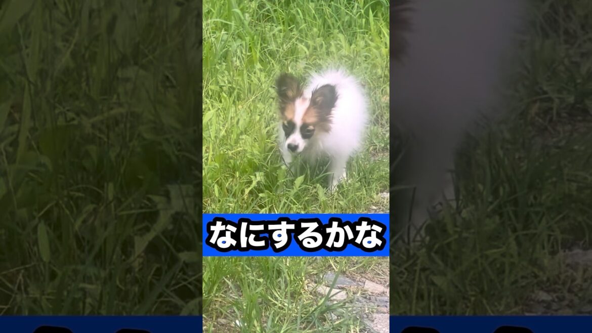 なにするかな！ #元気になる動画 #元気お届け #犬 #かわいい #パピヨン