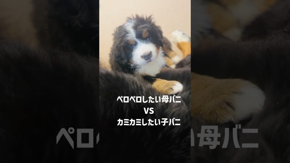 ペロペロしたい母バニ vs カミカミしたい生後47日目の子バニ🐾