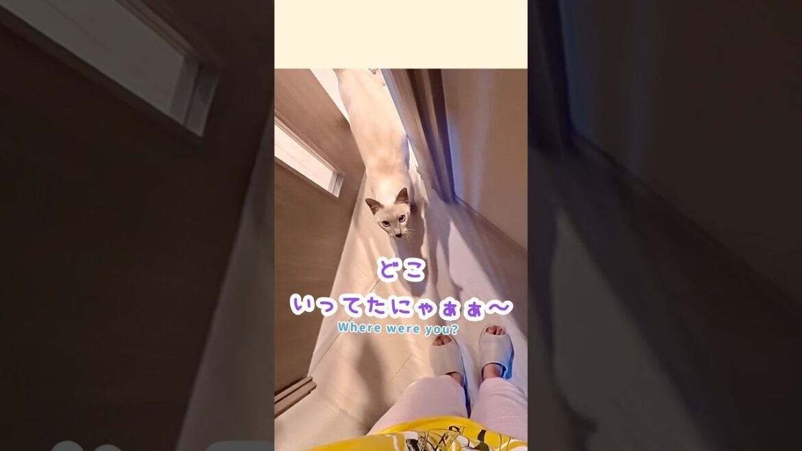 どこいってたにゃぁぁ!ジャンプ抱っこする甘えん坊猫🥹🐾 どこいってたにゃぁぁ!ジャンプ抱っこする甘えん坊猫🥹🐾