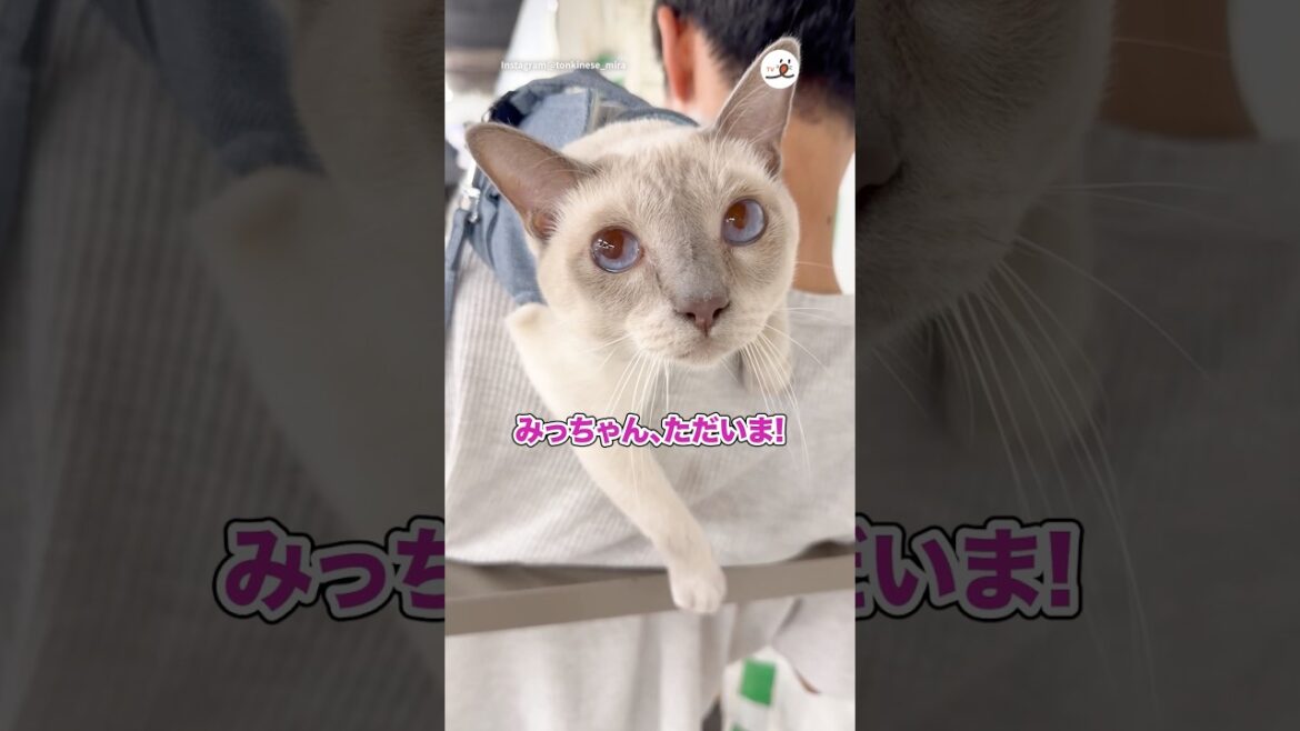 「お帰り」は1回しか言ってくれない猫|PECO 「お帰り」は1回しか言ってくれない猫|PECO