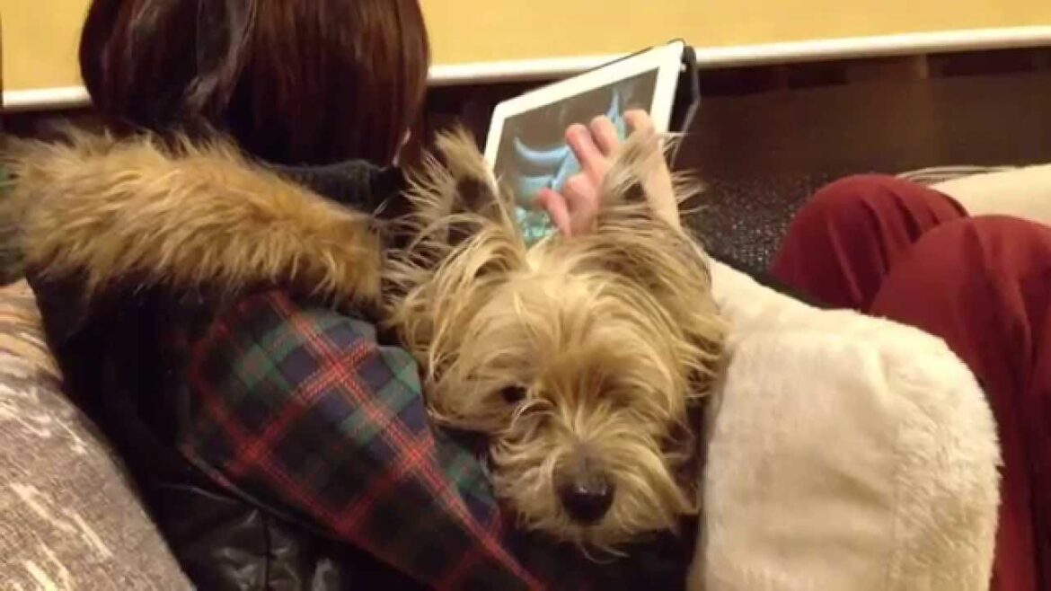 Pretty Sleepy... Cairn Terrier RAZZO with My Wife using iPad.