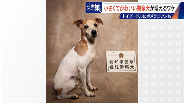 大型犬のイメージから一転… トイプードルなど小さくてかわいい警察犬が増加 全国の9割が“嘱託” 小型犬の採用が増えた理由とは(CBCテレビ)|dメニューニュース(NTTドコモ) 大型犬のイメージから一転… トイプードルなど小さくてかわいい警察犬が増加 全国の9割が“嘱託” 小型犬の採用が増えた理由とは