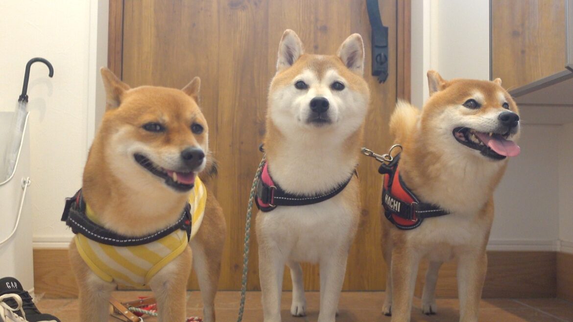 柴犬が落ち込んでいたので、急きょ動きます|柴犬と夏休み 柴犬が落ち込んでいたので、急きょ動きます|柴犬と夏休み