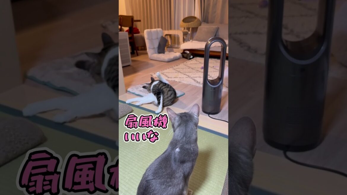 ニャン斗の拳46 ~絶妙に扇風機の前に立つ弟猫に嫉妬する兄猫~ #shorts #猫 #アビシニアン ニャン斗の拳46 ~絶妙に扇風機の前に立つ弟猫に嫉妬する兄猫~ #shorts #猫 #アビシニアン