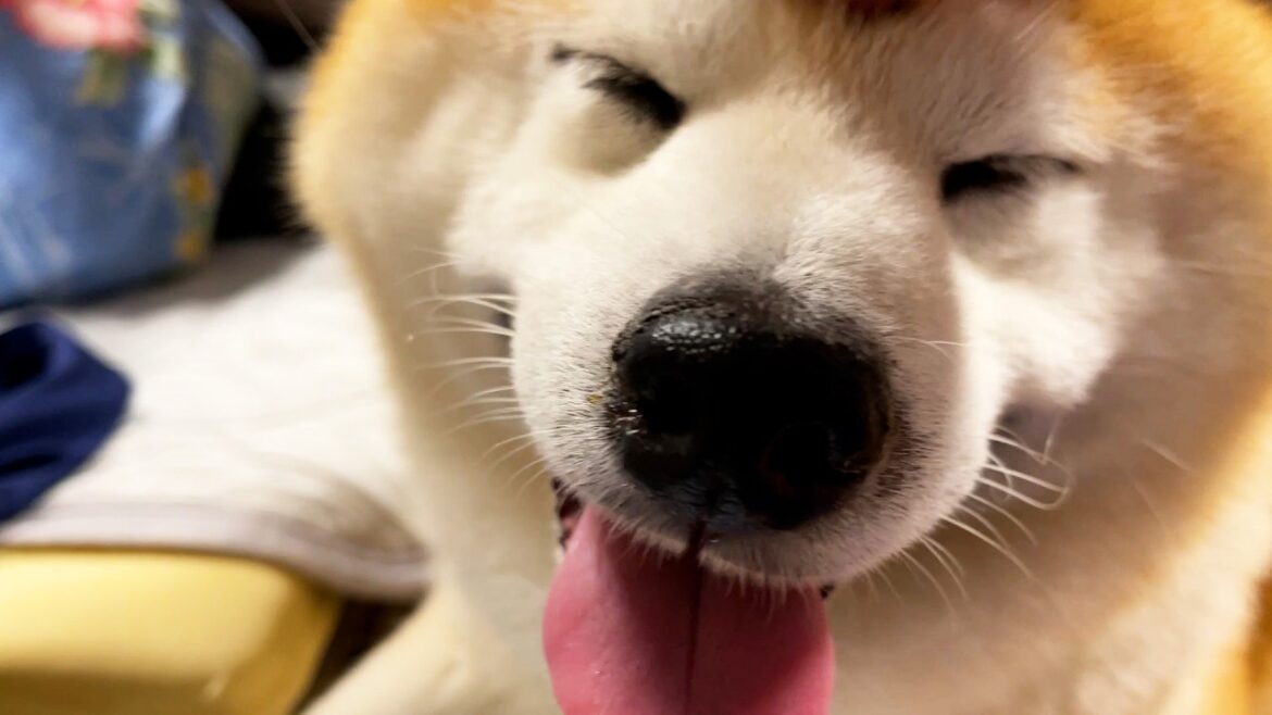 柴犬がとびっきりのエヘエヘ笑顔をしている理由 柴犬がとびっきりのエヘエヘ笑顔をしている理由