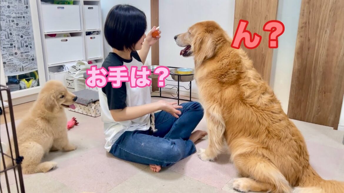 姉に対して舐め切った態度の愛犬と、そんな兄を見習って自由過ぎるゴルパピだいふく【ゴールデンレトリバーとミニチュアダックスフンド】 姉に対して舐め切った態度の愛犬と、そんな兄を見習って自由過ぎるゴルパピだいふく【ゴールデンレトリバーとミニチュアダックスフンド】