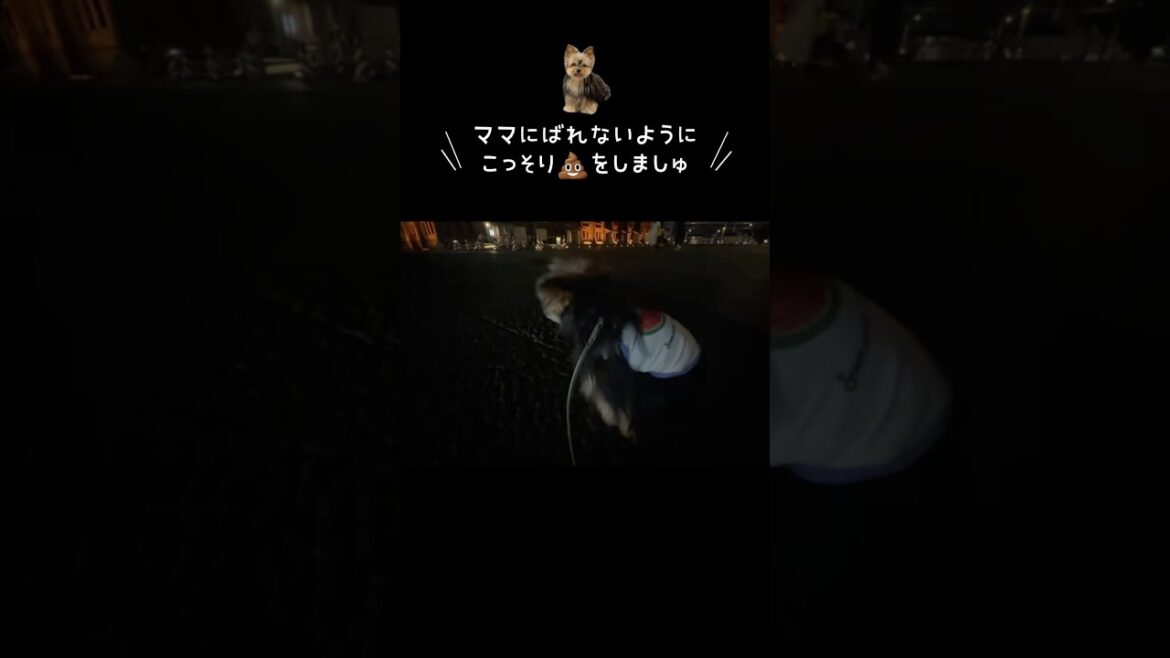 飼い主にバレないようにこっそり💩うんちをするヨークシャテリア #フクのキロクチャンネル