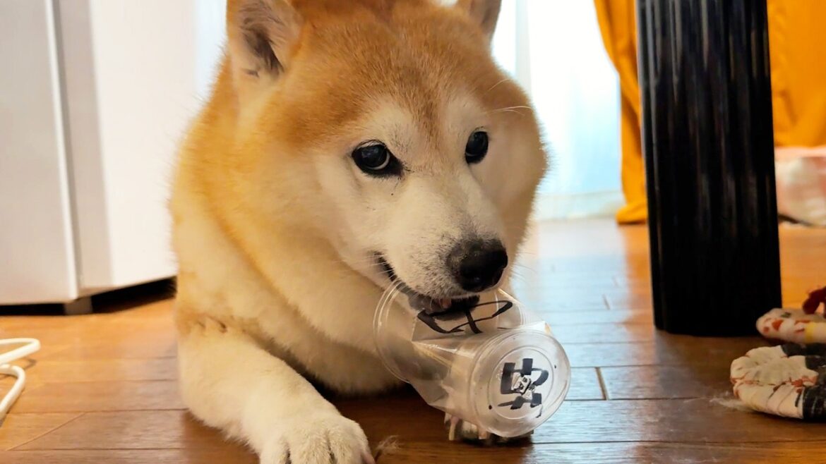 絶対にそれだけはだめというものを、楽しそうに口にくわえる柴犬 絶対にそれだけはだめというものを、楽しそうに口にくわえる柴犬