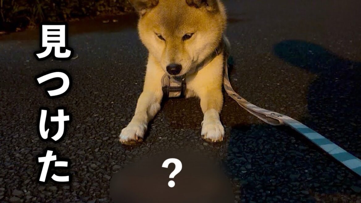 夜のお散歩で最近夢中になっていることがあります… 夜のお散歩で最近夢中になっていることがあります…