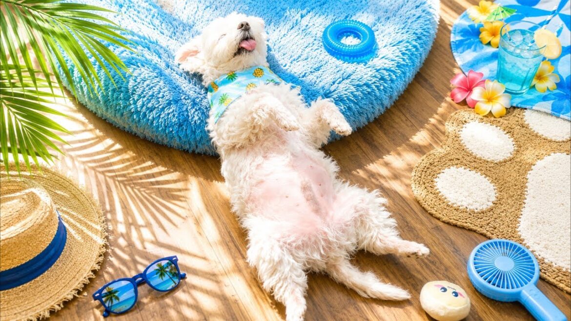 皆さんのおかげで実現🐶✨夏のグッズお披露目 LIVE✨