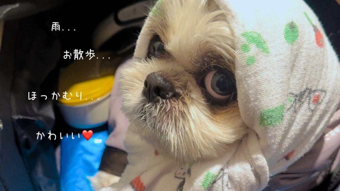【シーズー】運動不足はどっち?w w w雨の日が続いたので全力お家遊びの巻【犬Vlog】 【シーズー】運動不足はどっち?w w w雨の日が続いたので全力お家遊びの巻【犬Vlog】