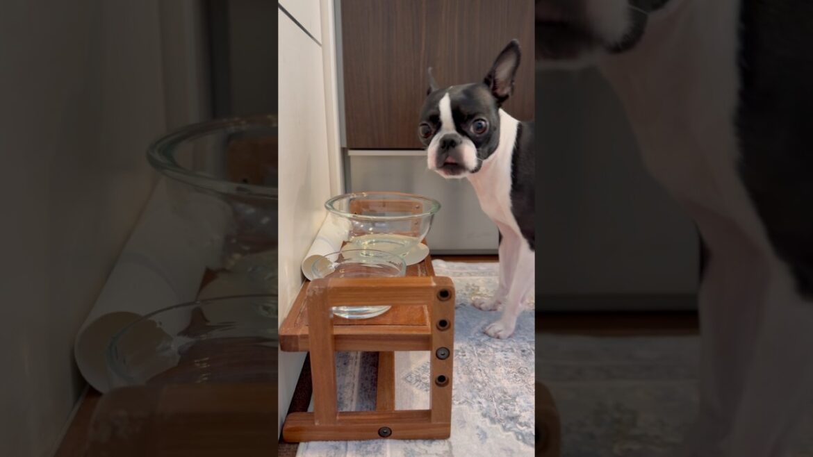 おはよう！メルの朝ごはん #ボストンテリア #ボステリ #bostonterrier