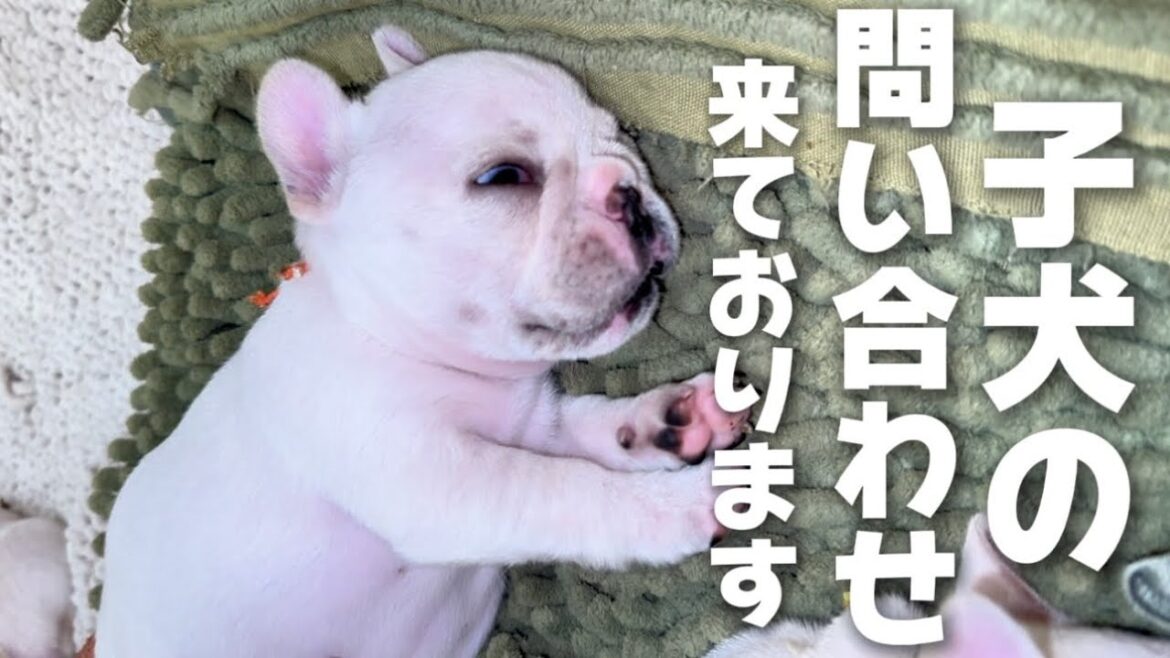 【生後41日】お問い合わせが急増しています！！