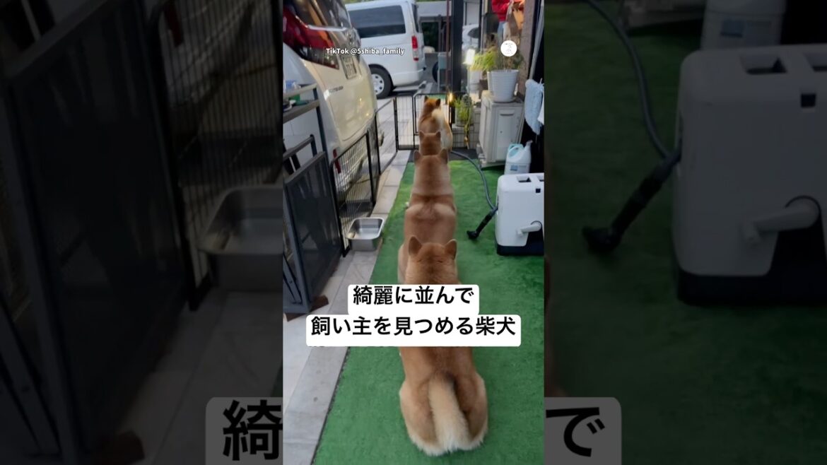 綺麗に並んで飼い主を見つめる柴犬たち💕 #柴犬 #犬 #かわいい #可愛い犬 #犬のいる暮らし 綺麗に並んで飼い主を見つめる柴犬たち💕 #柴犬 #犬 #かわいい #可愛い犬 #犬のいる暮らし
