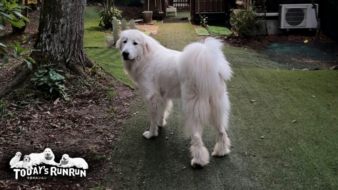 ベルのお散歩中は寂しくてピーピー泣いてしまうリリーです Great Pyrenees グレートピレニーズ ベルのお散歩中は寂しくてピーピー泣いてしまうリリーです Great Pyrenees グレートピレニーズ