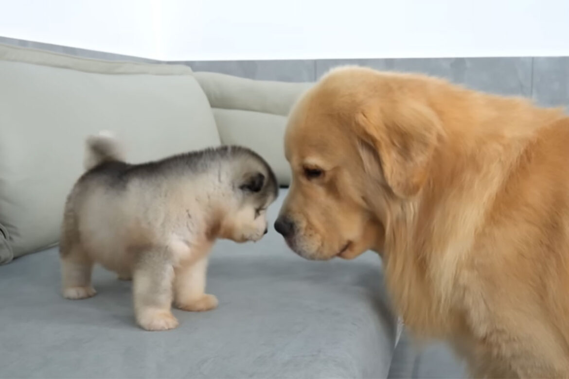 ゴールデンレトリバーとアラスカンマラミュートの子犬の「はじめまして」がカワイすぎる！"距離感"に「尊すぎる」「語彙力失う…」悶絶の声 | LASISA（らしさ・ラシサ） - (2)