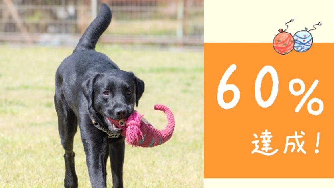 ６０％達成！（2026.7.28） 2026/07/28 | 関西盲導犬協会｜犬たちが元気に目覚める朝を、１日でも長く（公益財団法人　関西盲導犬協会 - クラウドファンディング READYFOR