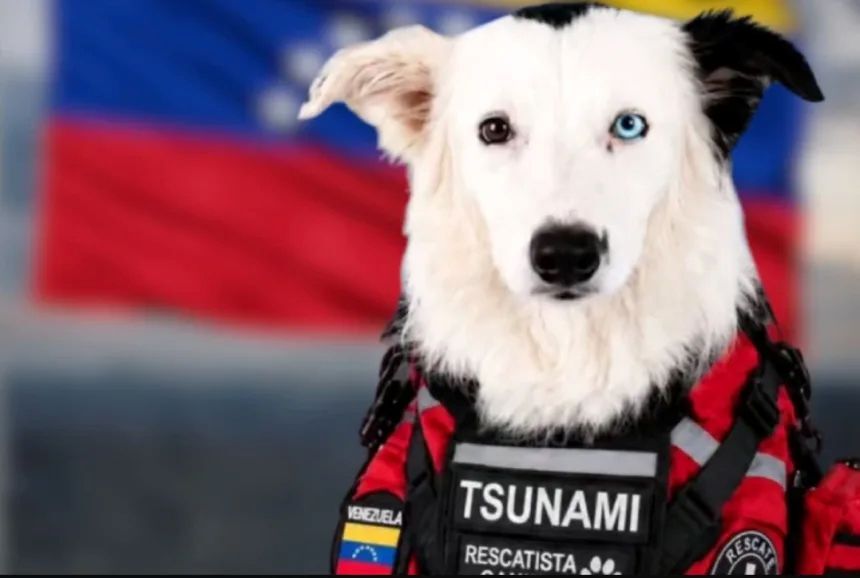 捜索救助犬として長年貢献し、今回のベネズエラでの任務を最後に引退するツナミ/VTV/Gobierno de Venezuela