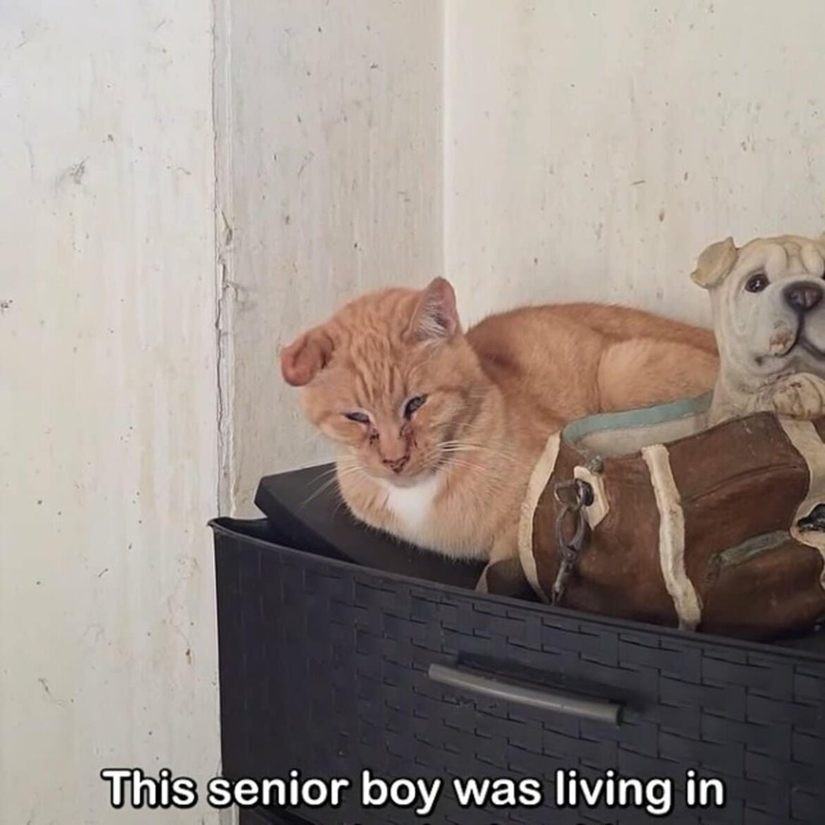 14年も劣悪な部屋で生きていた高齢猫を救出…穏やかな老後を手に入れた奇跡に「涙が出ました」の声 LIMO編集部が感動の投稿をピックアップ!獣医師・動物看護の年収についても紹介 | LIMO | くらしとお金の経済メディア 14年も劣悪な部屋で生きていた高齢猫を救出…穏やかな老後を手に入れた奇跡に「涙が出ました」の声 LIMO編集部が感動の投稿をピックアップ!獣医師・動物看護の年収についても紹介 | LIMO | くらしとお金の経済メディア