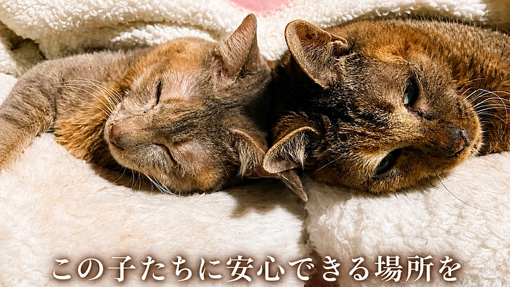 「助けたいのに助けられない現実を変えたい」猫たちの居場所づくり(池田なつみ 2026/07/18 公開) – クラウドファンディング READYFOR 池田なつみ