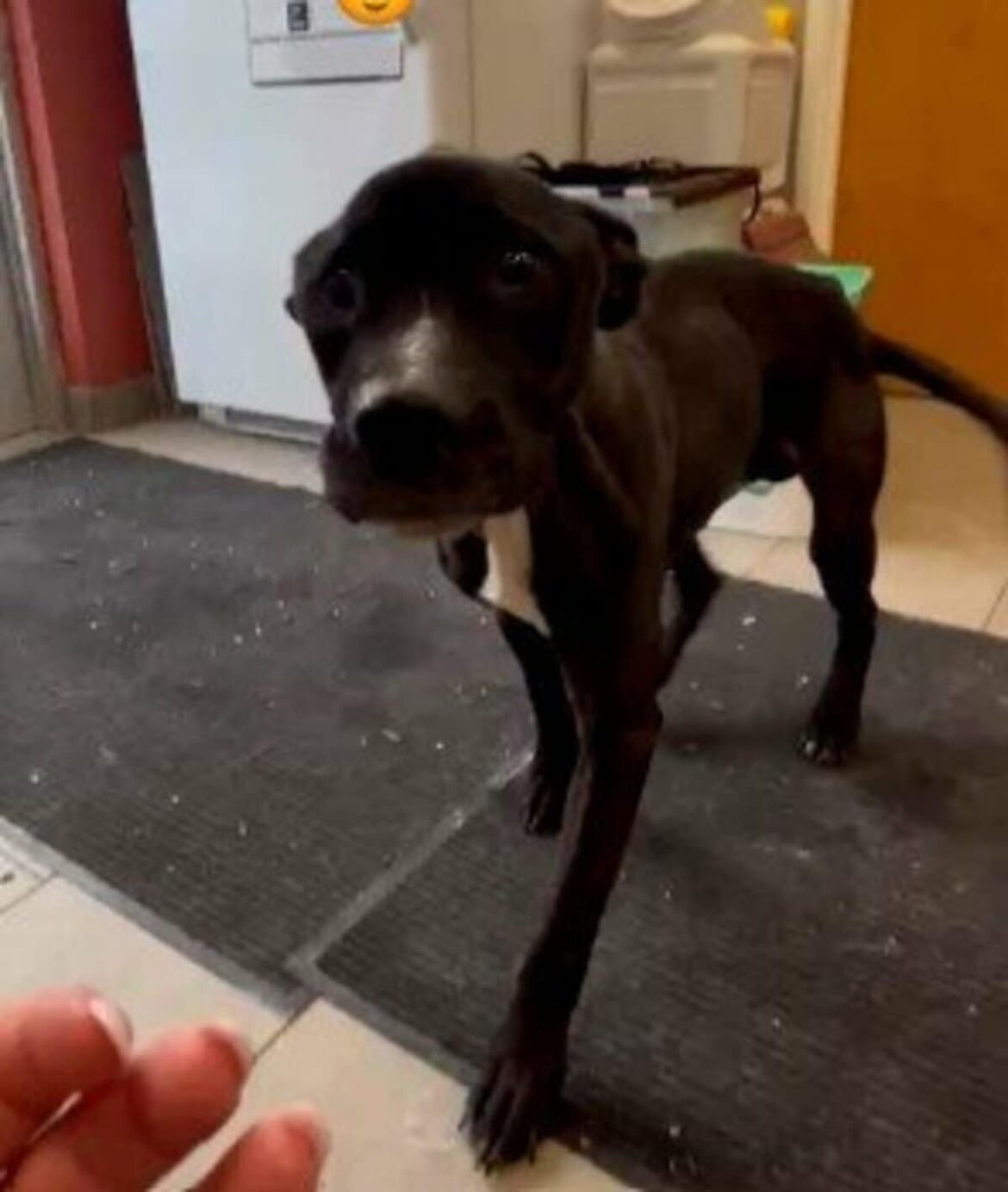 極寒の中鎖で繋がれていた“目が不自由な老犬”を保護→腫瘍も発見…見事に克服した姿に感動！「良い結果が嬉しい」の声 LIMO編集部が感動の投稿をピックアップ！獣医師・動物看護の年収についても紹介 | LIMO | くらしとお金の経済メディア