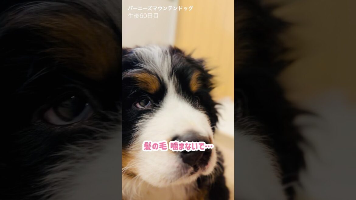 【生後60日目】いろんな遊びを覚え始めたバーニーズの子犬🐾