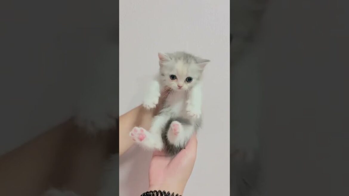 Kitty need little bath 😂😂 #kitty #puppy #wildlife #funny #shorts Kitty need little bath 😂😂 #kitty #puppy #wildlife #funny #shorts
